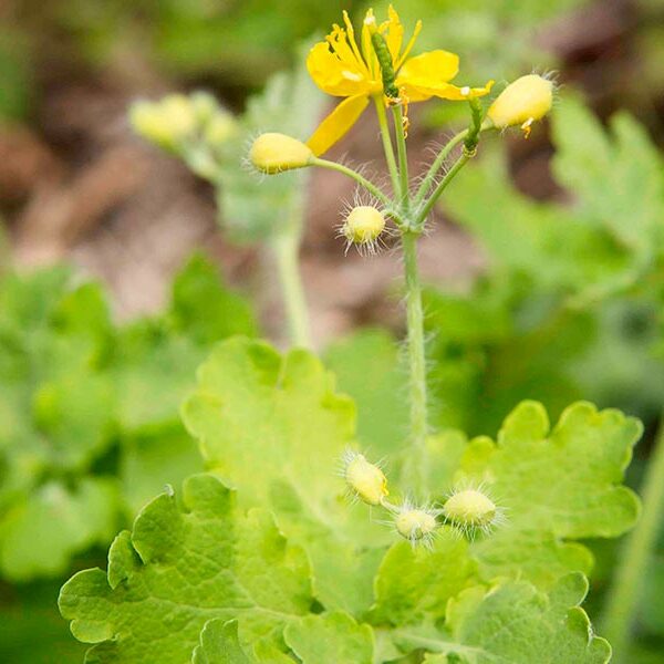 Balade à la rencontre des plantes sauvages comestibles