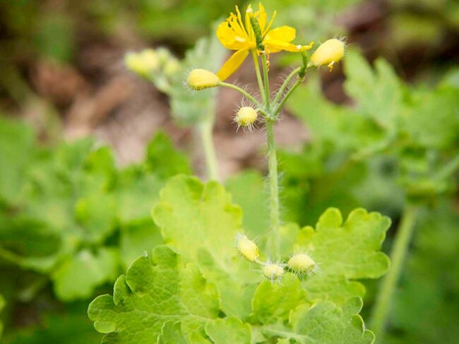 Balade à la rencontre des plantes sauvages comestibles