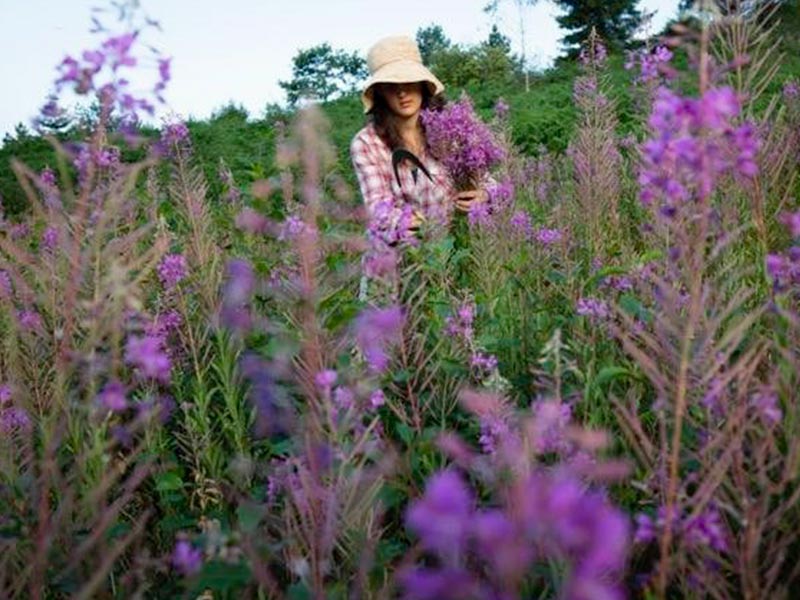 Sortie Cueillette Stéphanie Ratier Naturopathe