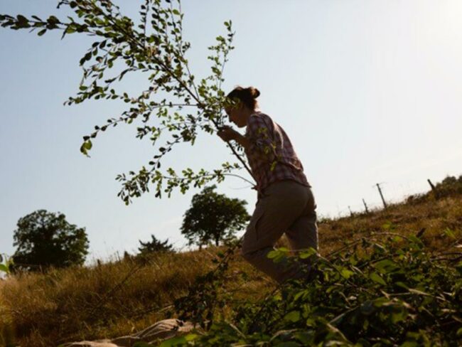 Balade à la rencontre des plantes sauvages