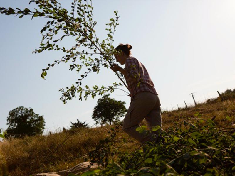 Balade à la rencontre des plantes sauvages