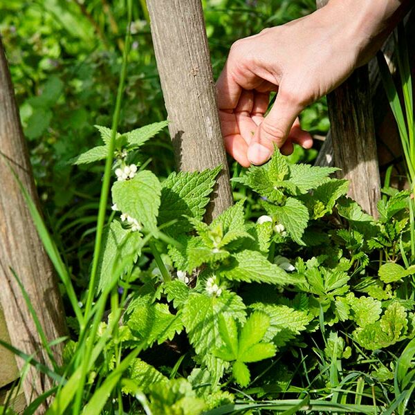 Naturopathie Stéphanie Ratier Naturopathe