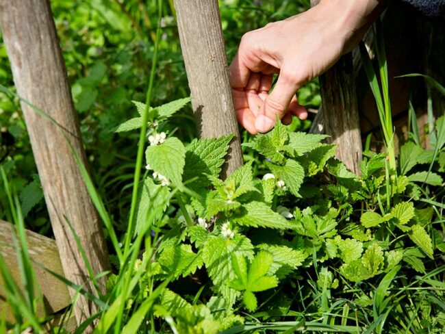 Naturopathie Stéphanie Ratier Naturopathe